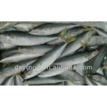 Gefrorene mackerel 200-300g